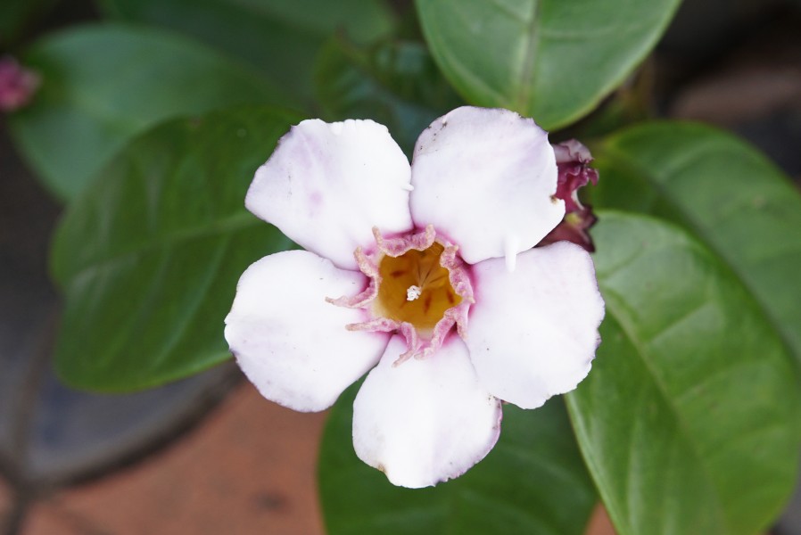 Climbing Oleander(Strophanthus gratus) 4214