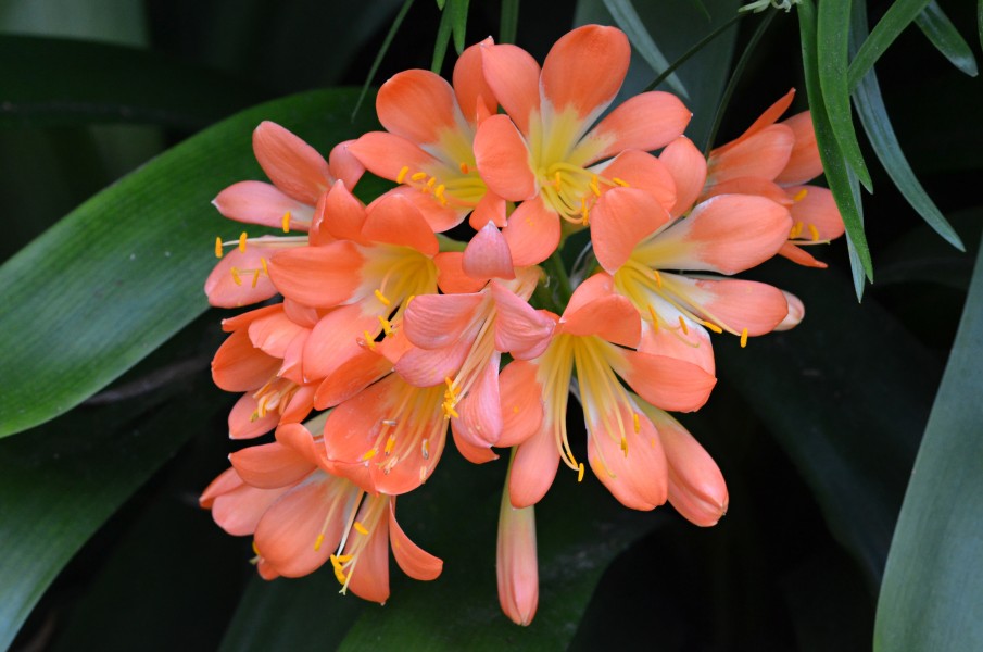 Clivia miniata orange-flowered form Flowers