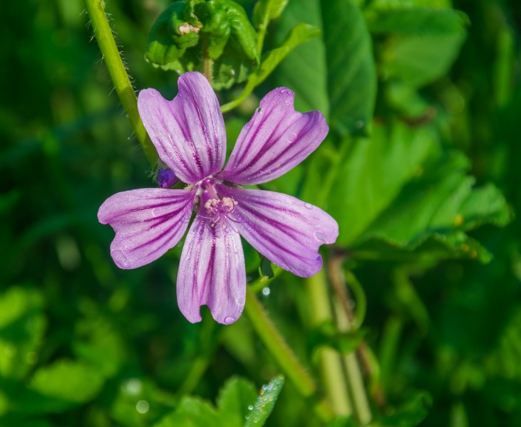 Close-up photographs of Malva sylvestris flowers