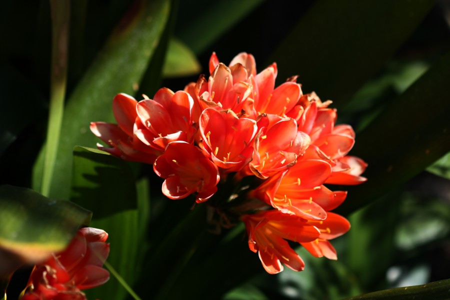 Cluster of Orange Flowers (3384701765)