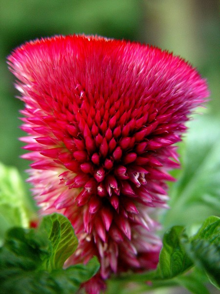 Cockscomb