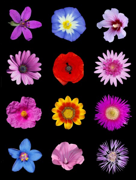 Colored flowers b