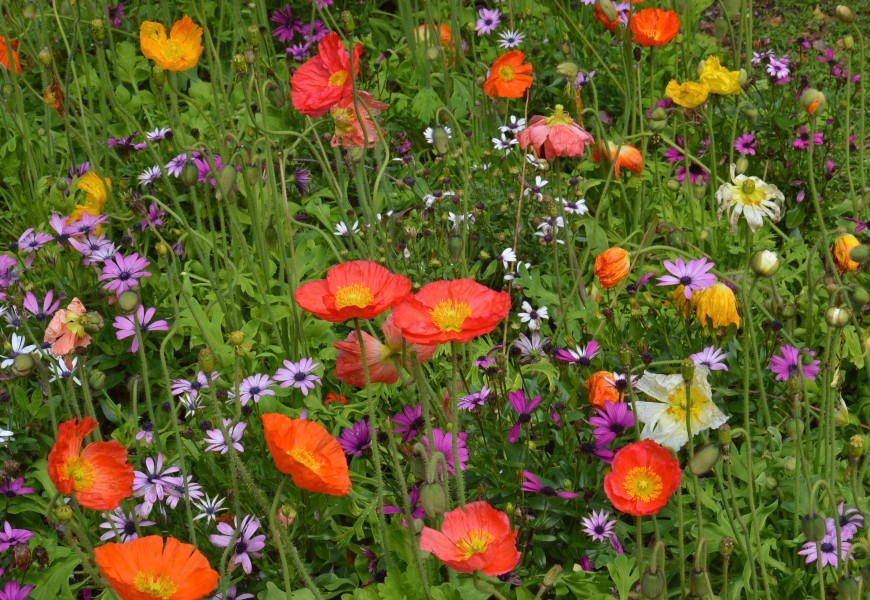Colors! (13950558197)