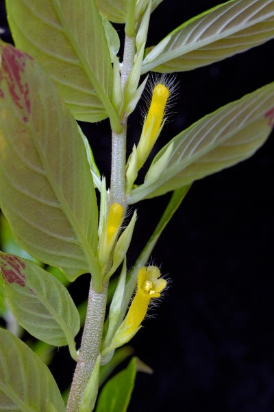Columnea orientandina -1