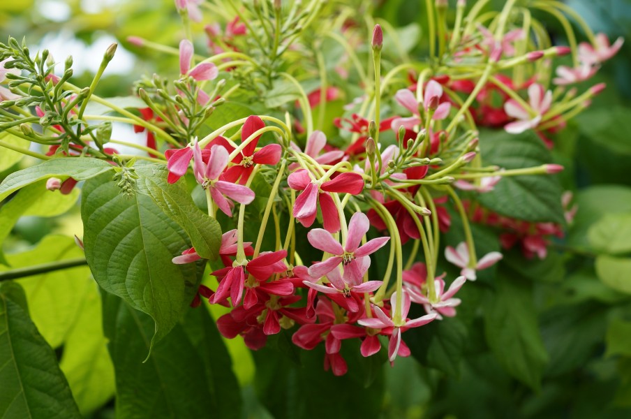 Combretum indicum 01