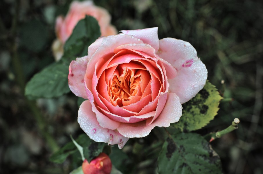 Comestible rose in the Laquenexy orchard garden, Moselle, France (01)