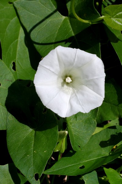 Convolvulus arvensis. Locatie, De Famberhorst