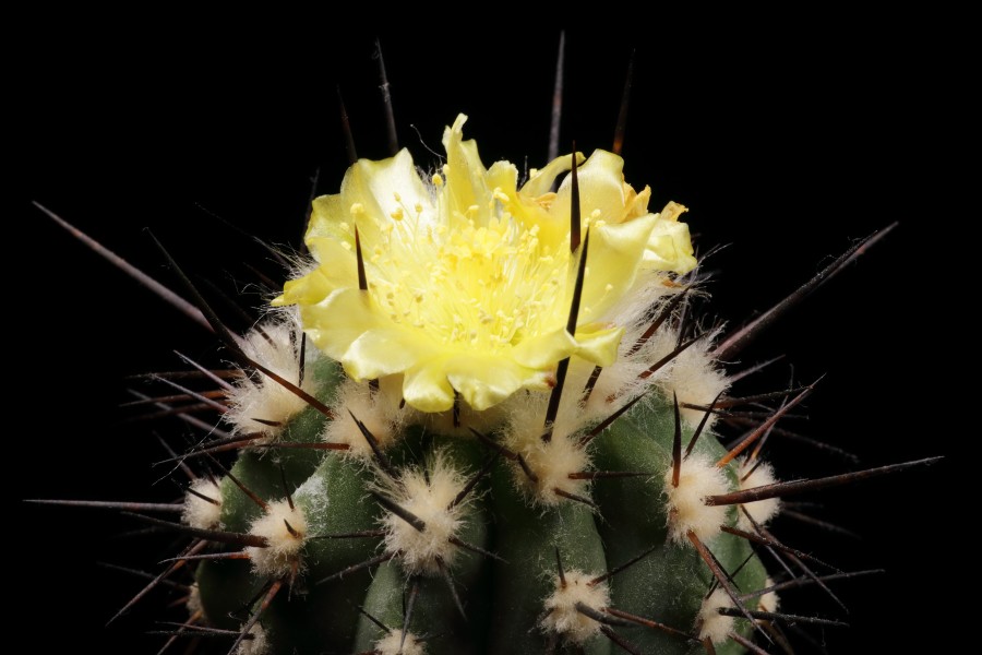 Copiapoa calderana FK 512-IMG 8148