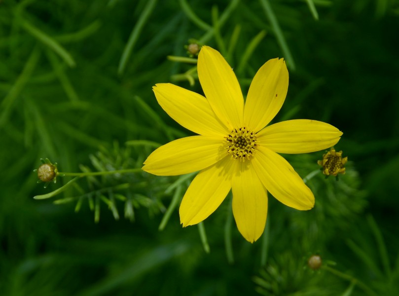 Coreopsis May 2014-1
