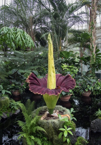 Corpse flower (71306)a