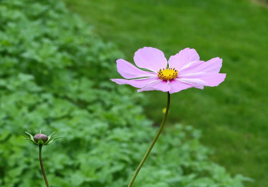 Cosmea (Cosmos bipinnatus) 01