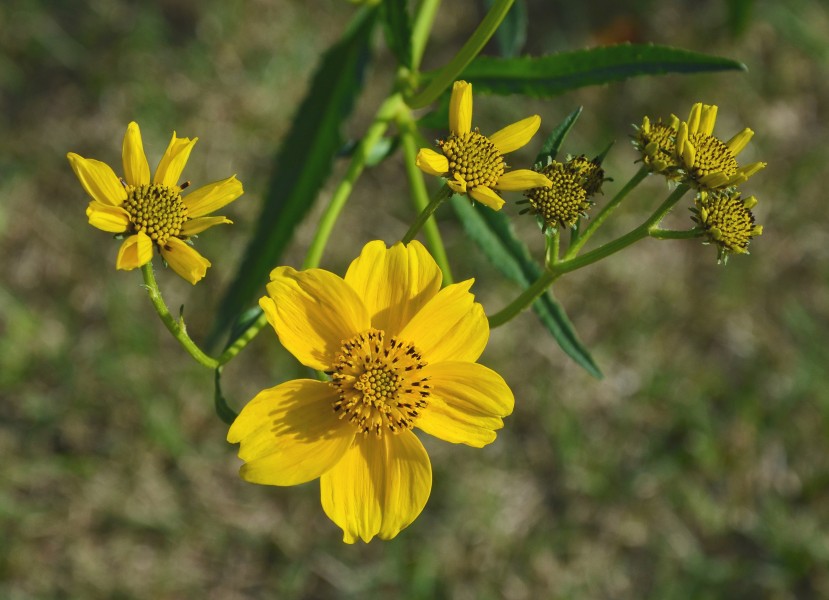 Cosmos à fleurs jaunes FR 2014