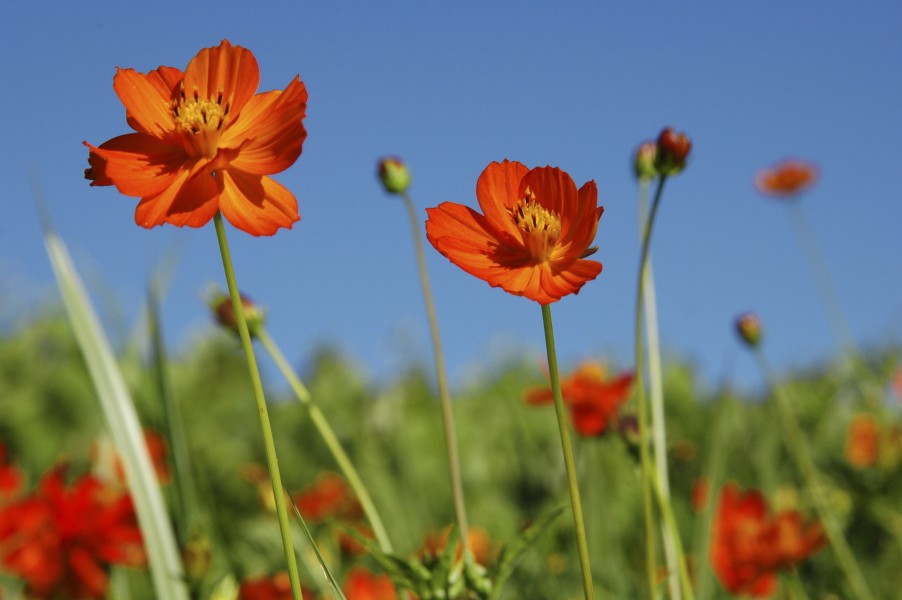 Cosmos flower