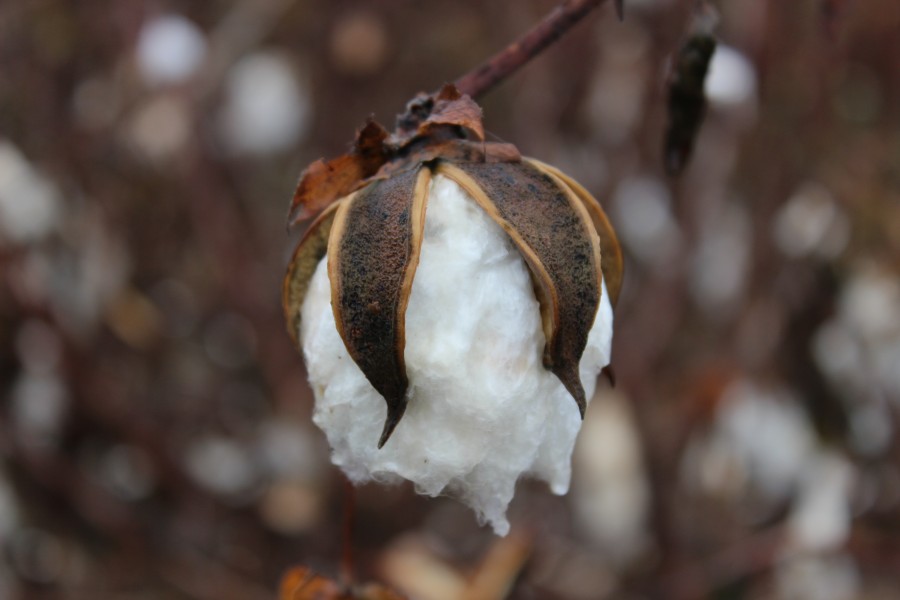 Cotton boll nearly ready for harvest