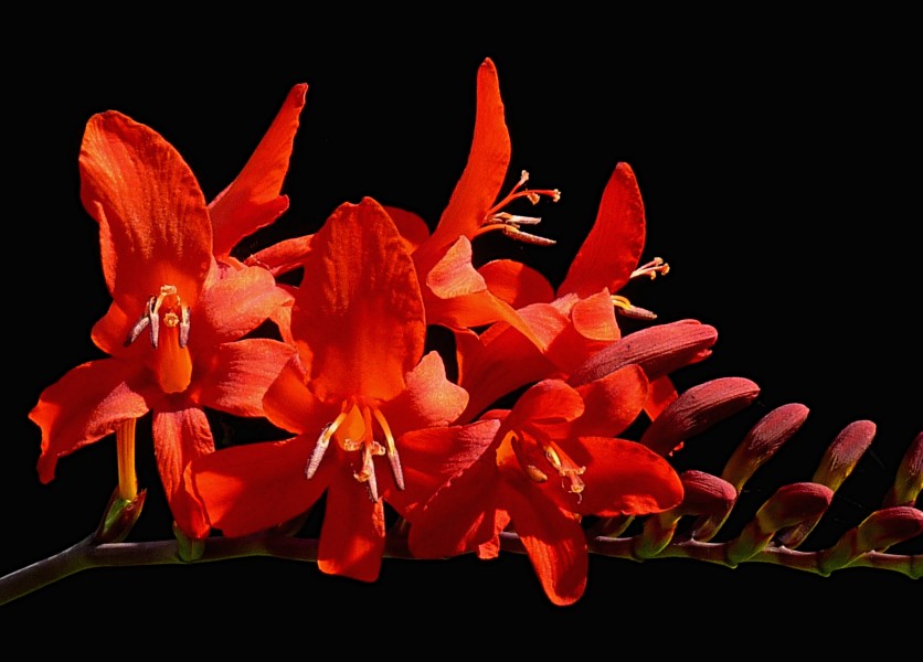 Crocosmia 'Lucifer' J3