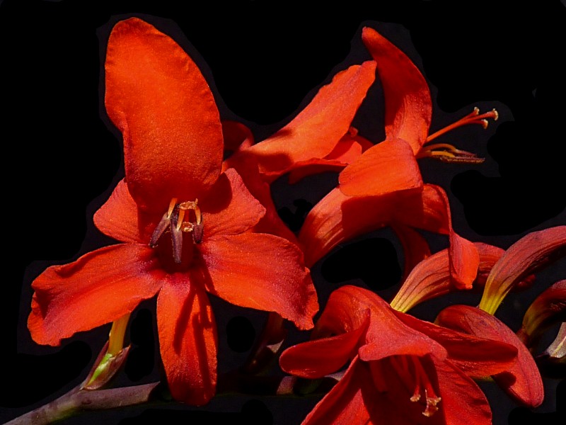 Crocosmia 'Lucifer' J4