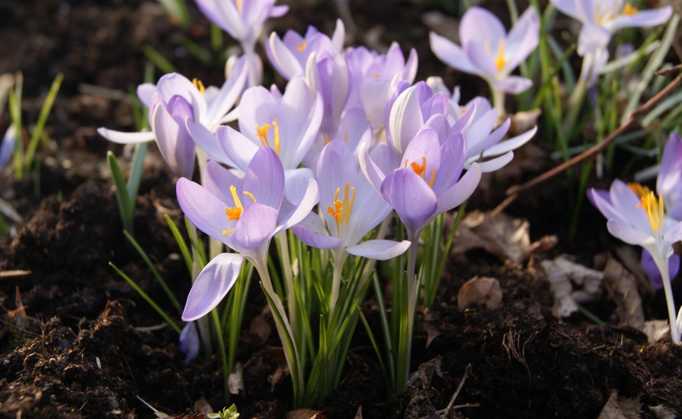 Crocus-sp.-852