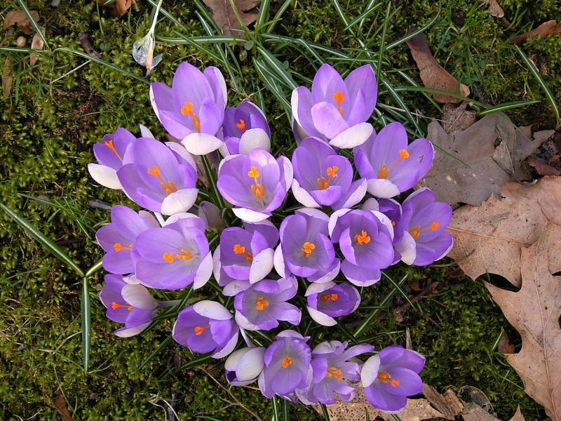 Crocus1 ies