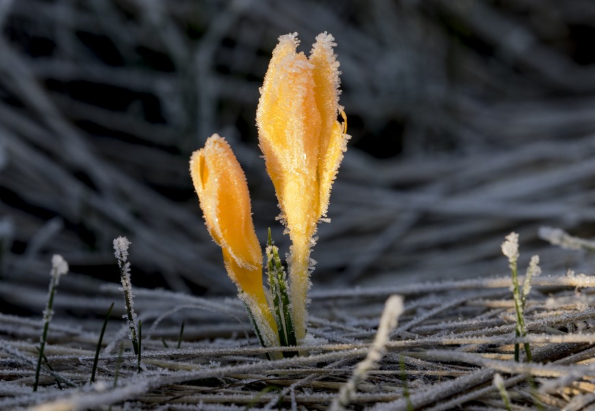 Crocus - Çiğdem 03