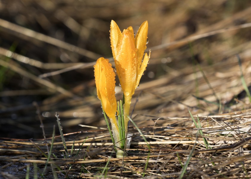 Crocus - Çiğdem 04
