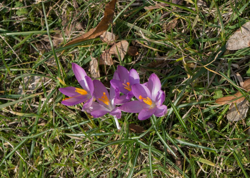 Crocus du Jardin des Plantes mi-février