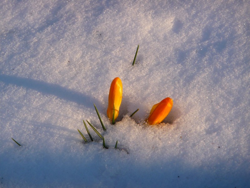Crocus flower buds V 2010
