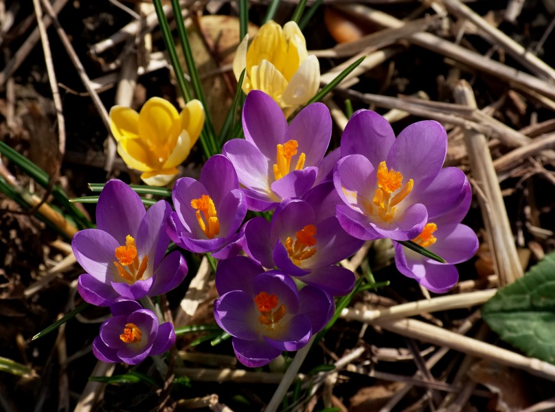 Crocus FR 2013