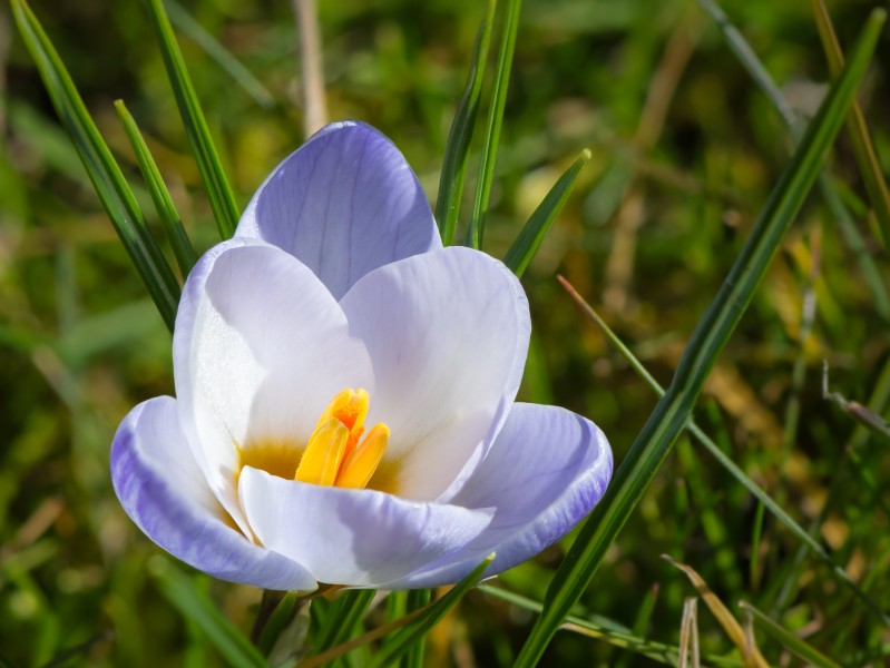 Crocus vernus 20150308