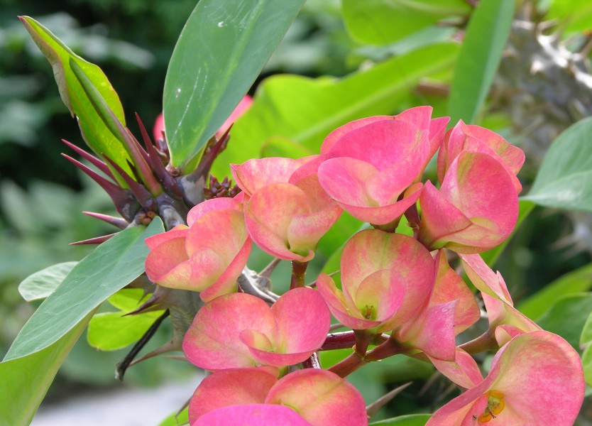 Crown of Thorns Euphorbia x lomi (Unidentified Cultivar) Flowers Crop 3264px