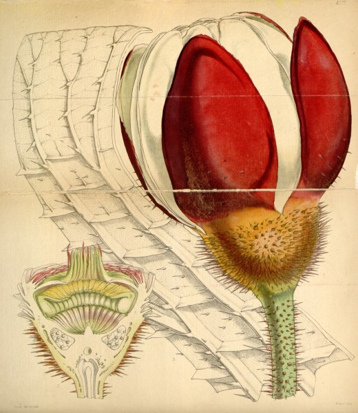 Curtis's Botanical Magazine, Plate 4277 (Volume 73, 1847), reduced
