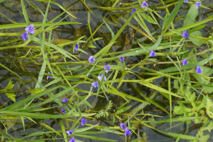 Cyanotis sp 7948