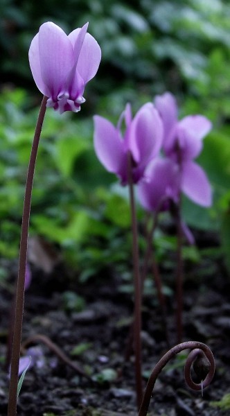 Cyclamen de Naples