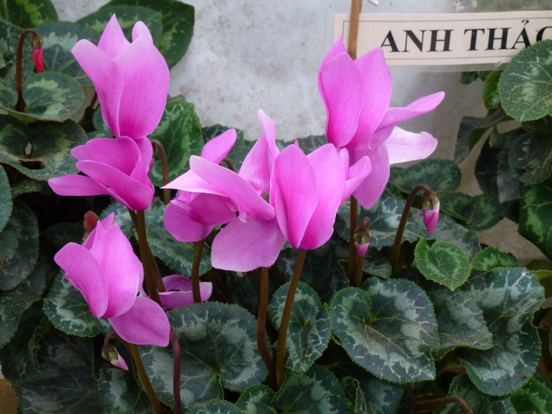 Cyclamen persicum in Dalat