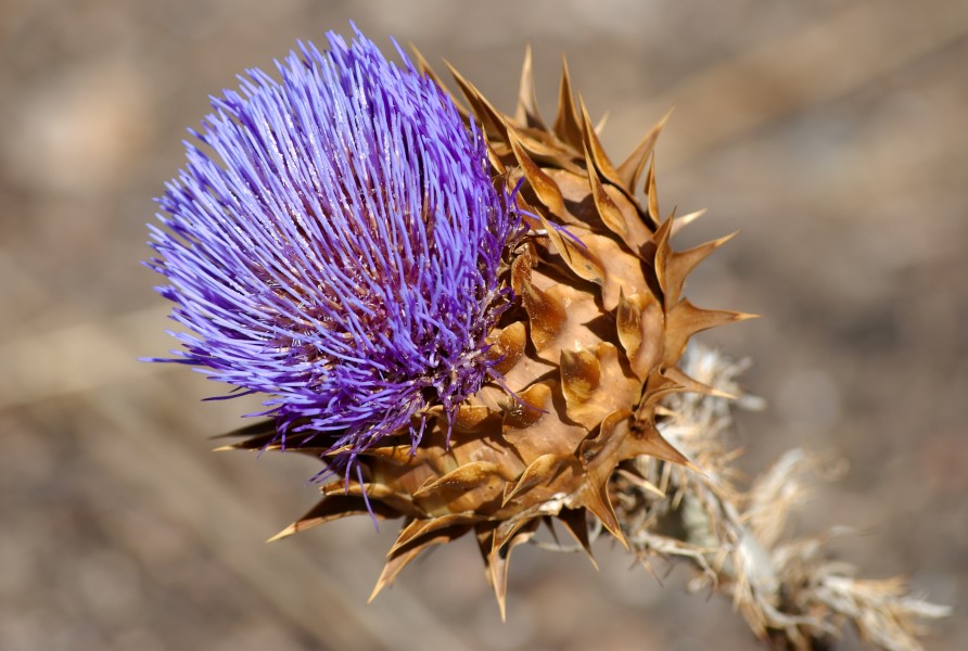 Cynara cardunculus - open - Anstey 2008
