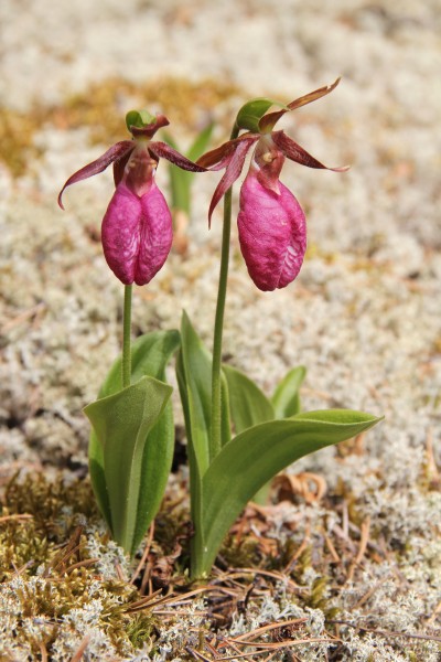 Cypripedium acaule - Sasata edit1