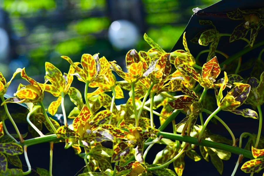 D85 4562 Plant of Thailand Photographed by Trisorn Triboon