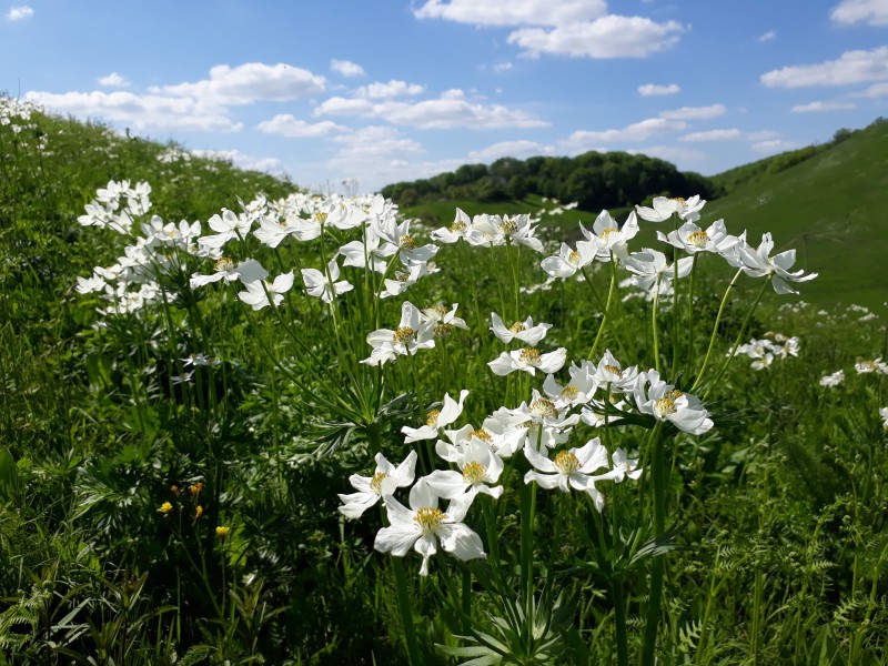 Анемона розлога (Anemone laxa) на схилах Касової гори