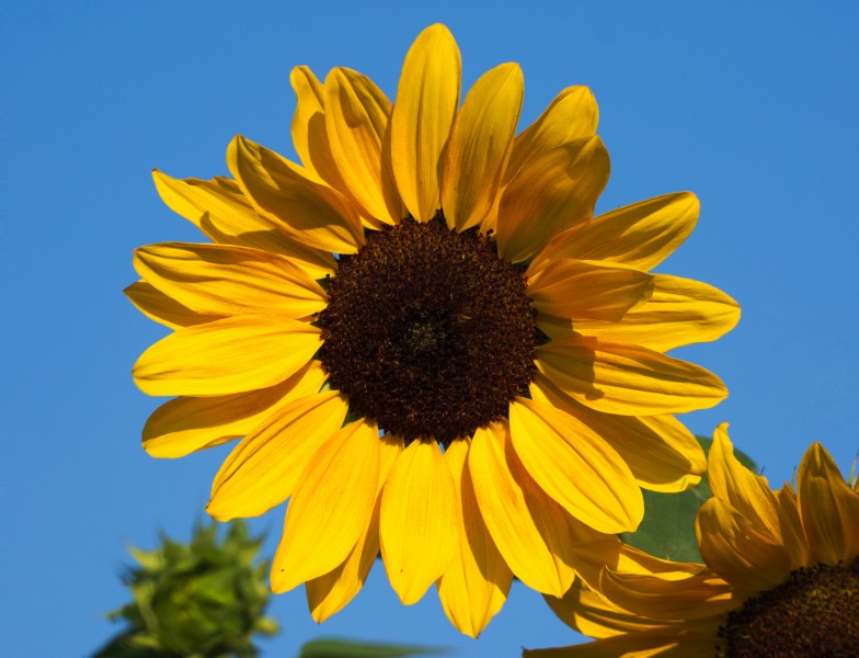 Сунцокрет (Helianthus annuus) Национални парк Козара