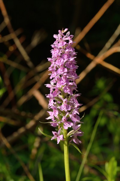 Dactylorhiza maculata - kuradi-sõrmkäpp Pakri