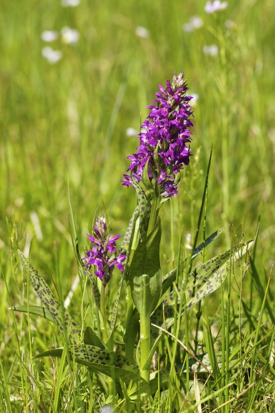 Dactylorhiza majalis LC0269