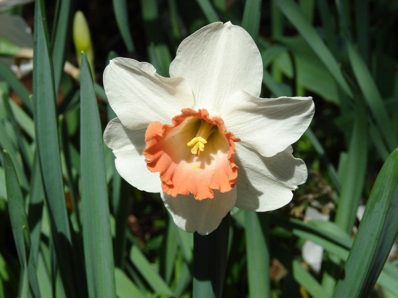 Daffodil 4