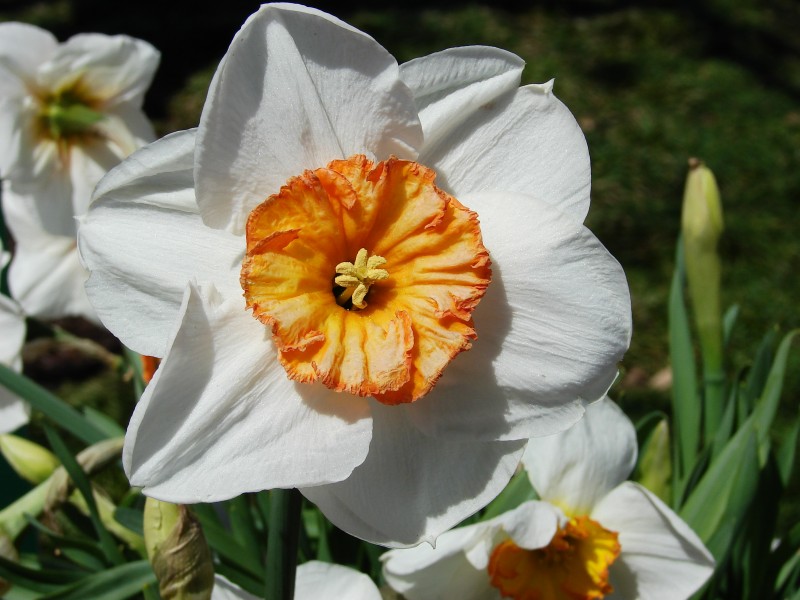 Daffodil 5