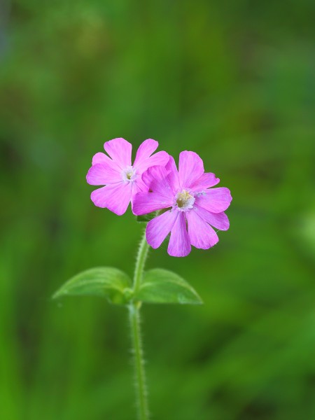Dagkoekoeksbloem (Silene dioica, synoniem Melandrium rubrum)