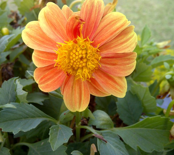 Dahlia-1