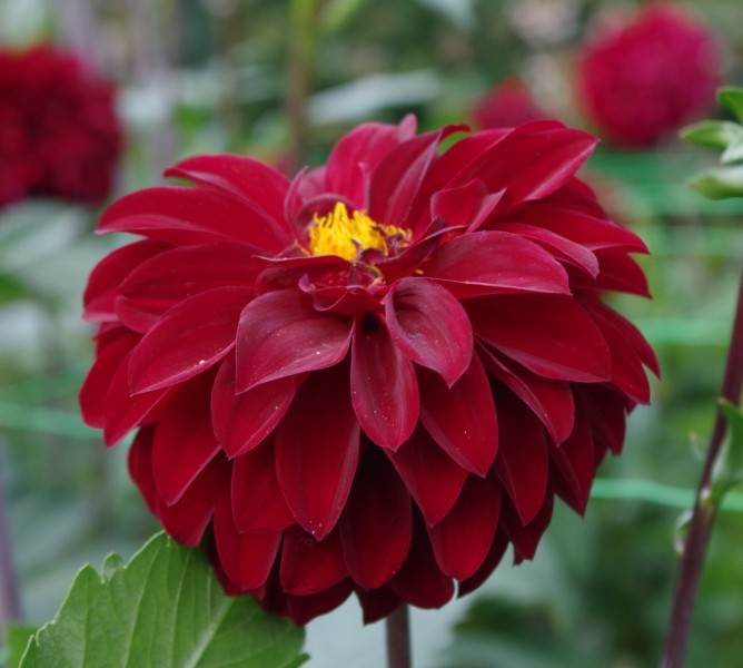 Dahlia -25
