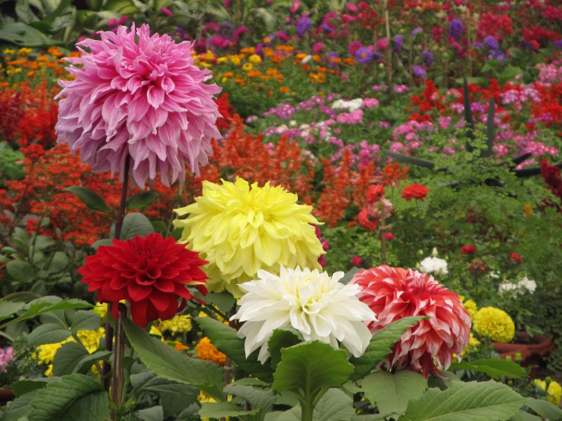 Dahlia - Indian Botanic Garden - Howrah 2012-01-29 1768
