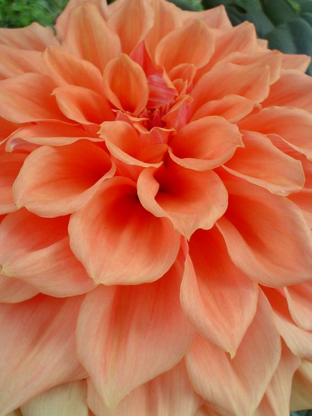 Dahlia 03579