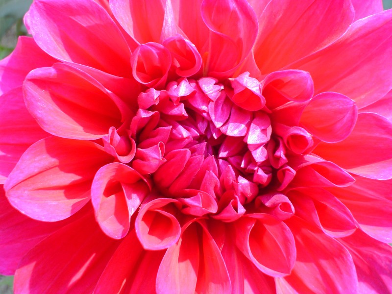 Dahlia 03591