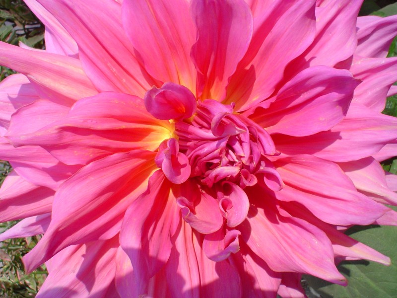 Dahlia 03592