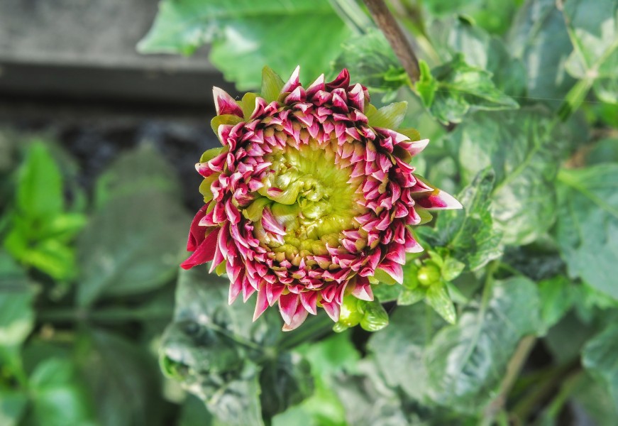 Dahlia 07012015 (3)